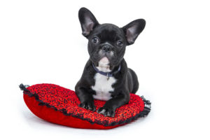 Pet Sitters, Sioux Falls, SD, Pet Nannies and More