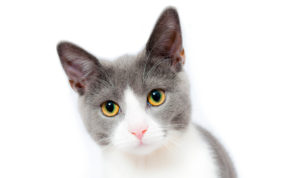 Pet Sitters, Sioux Falls, SD, Pet Nannies and More