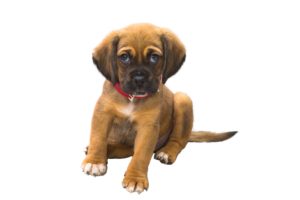 Pet Sitters, Sioux Falls, SD, Pet Nannies and More
