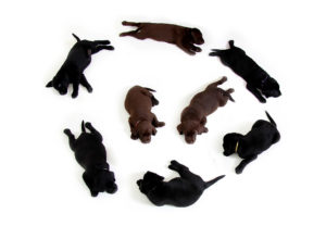 Sioux Falls SD Pet Sitter